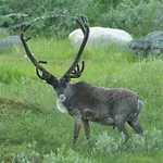 Haltinmaa *