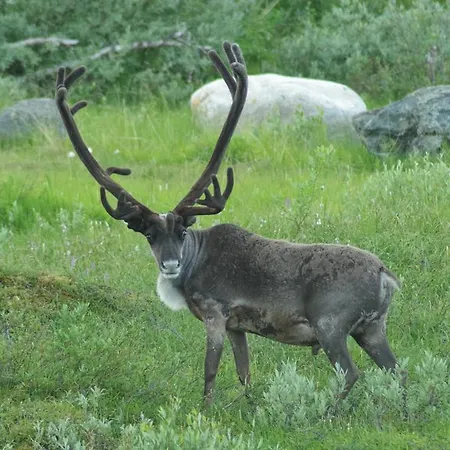 Haltinmaa *
